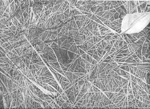 Grass drawing 1b_edited-1