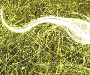 Hair on grass 4 Photogram on Photograph 2011