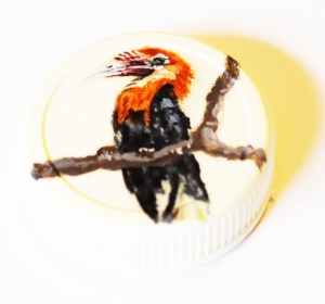 Aceros narcondami Narcondam hornbill